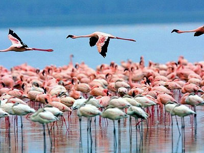 Sotik agricultural landscape reference